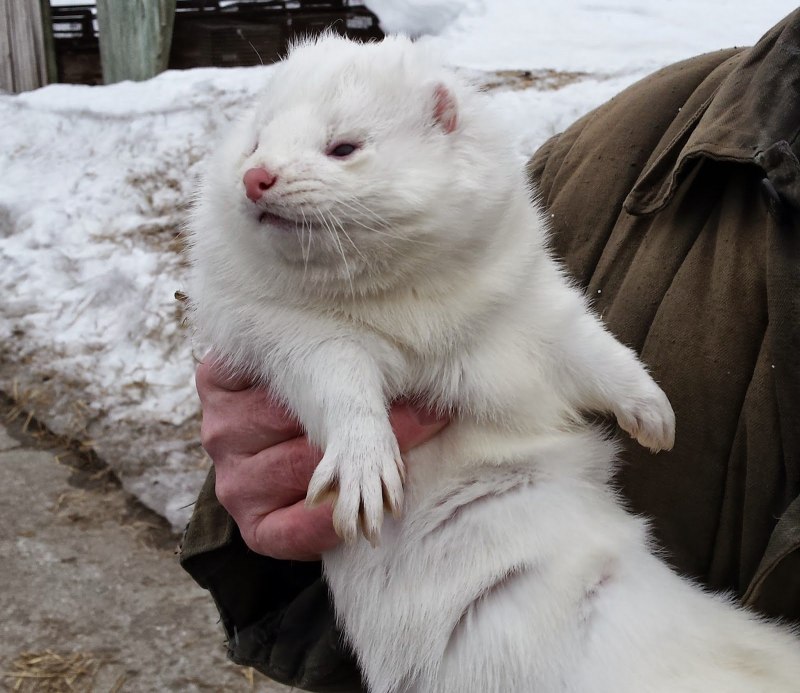 Восточно Сибирский горностай