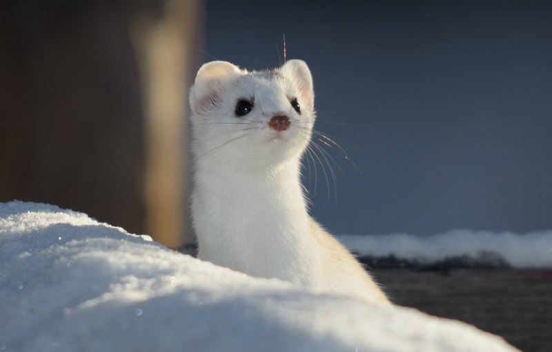 Горностай (Mustela erminea)