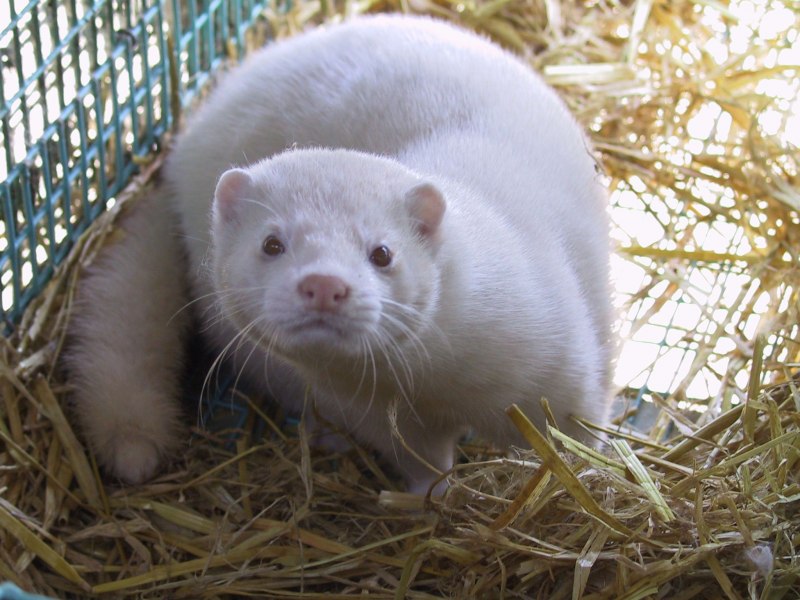 Большой Арктический заповедник горностай