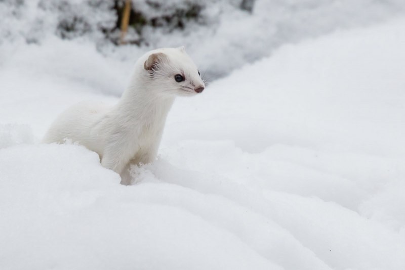 Мангуст альбинос