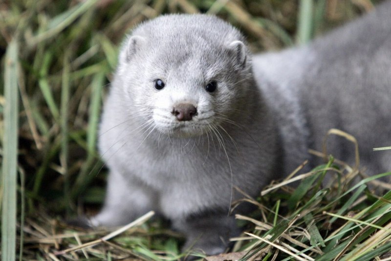 Европейская норка белая
