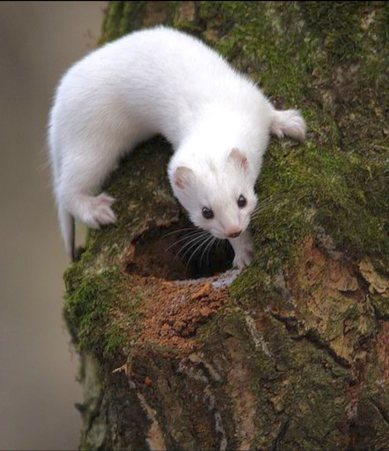 Горностай (Mustela erminea)