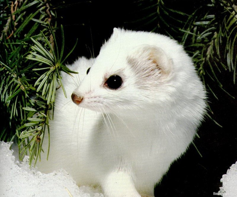 Куница ласка горностай