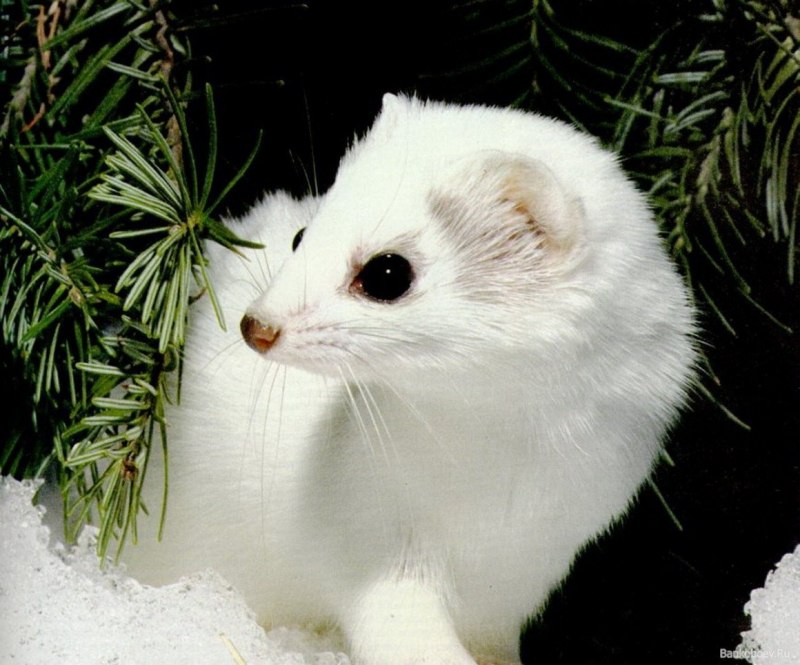 Фретка альбинос