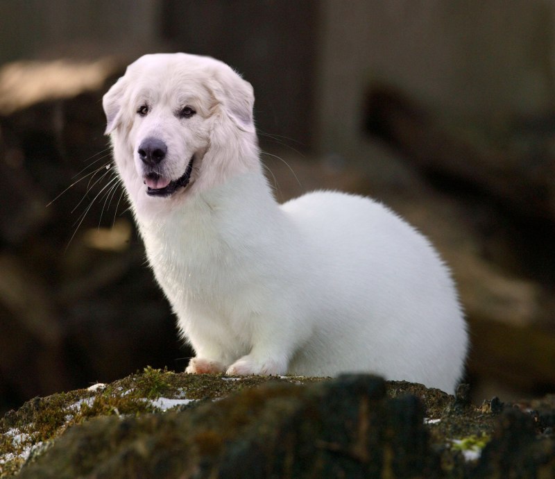 Белый Соболь зверек