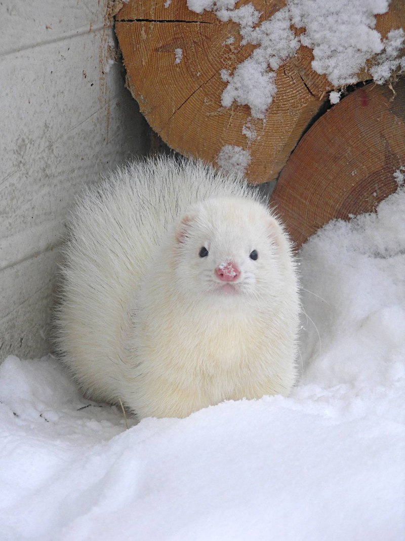 Соболь норка ласка горностай