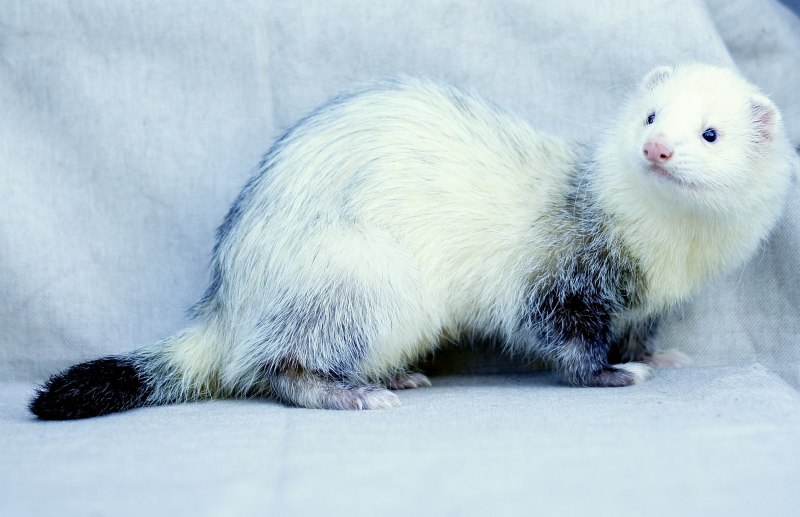 Горностай норка