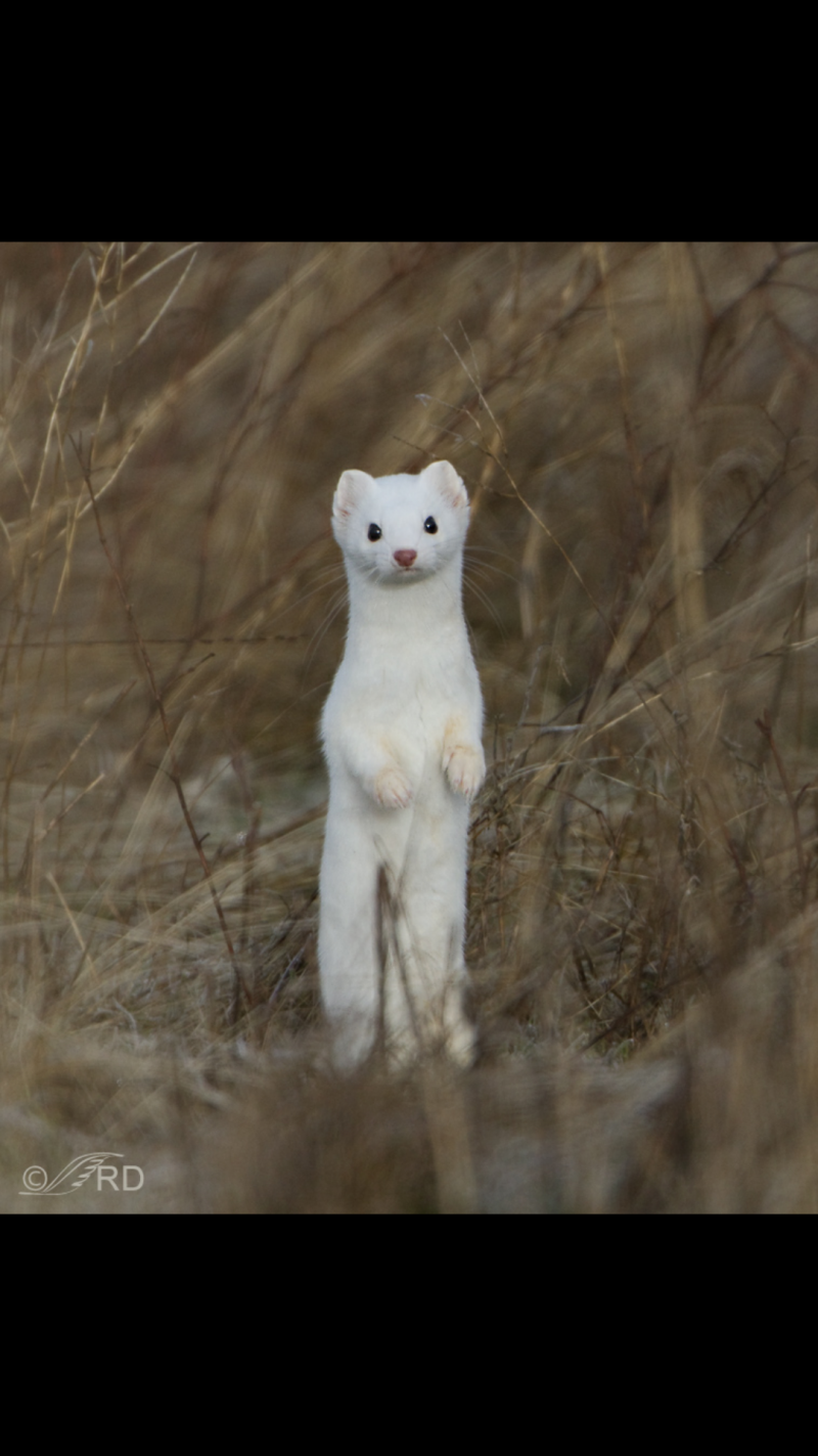 Фуро: хорьки- альбиносы