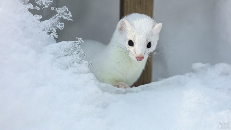 Ласка норка куница