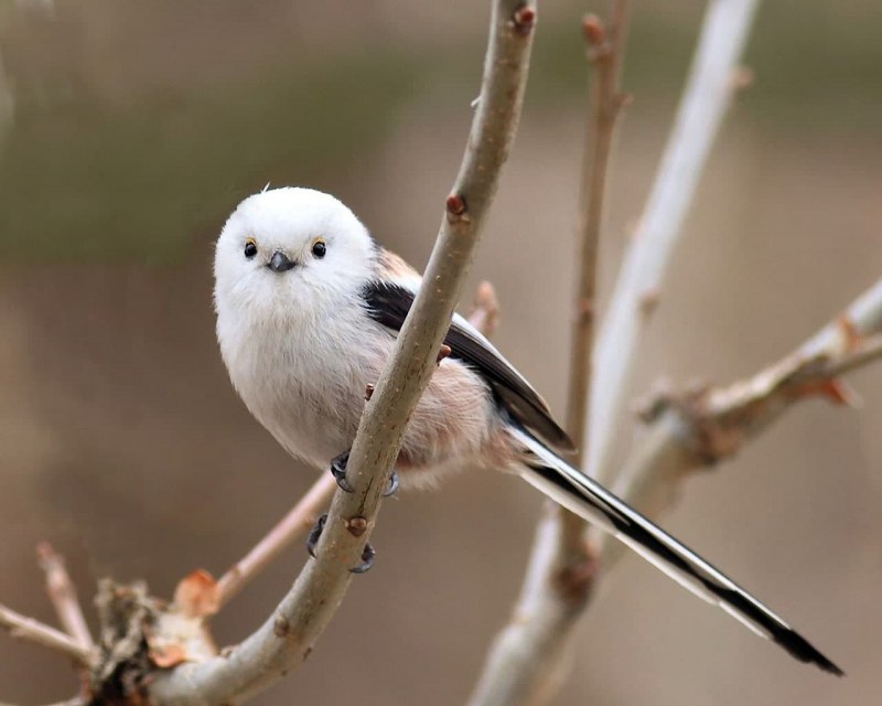 Длиннохвостая синица