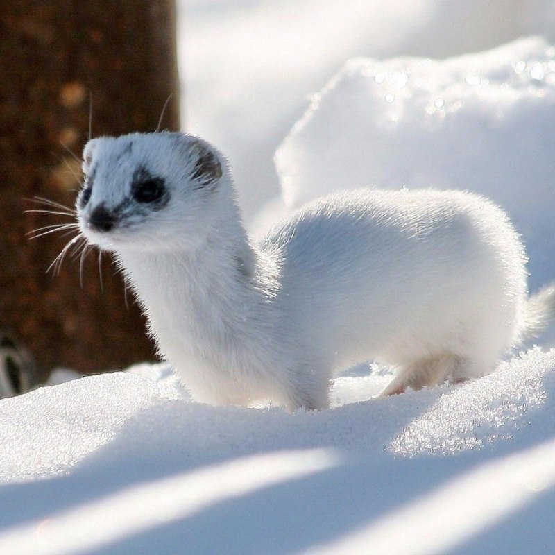 Животные тундры горностай