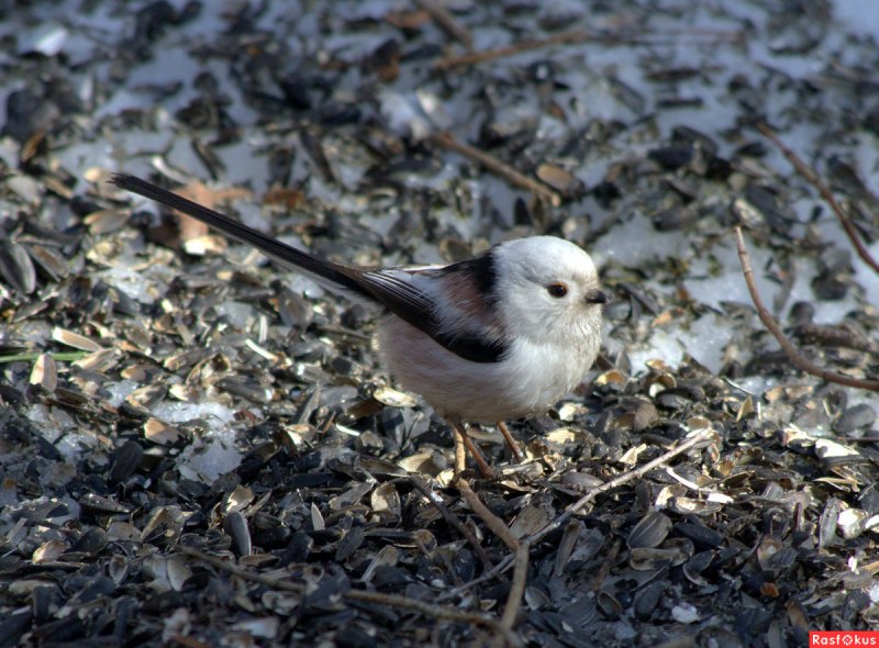 Корейская синица фото