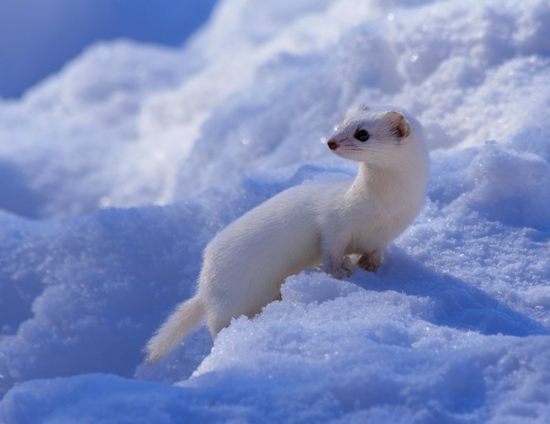 Тундровый горностай