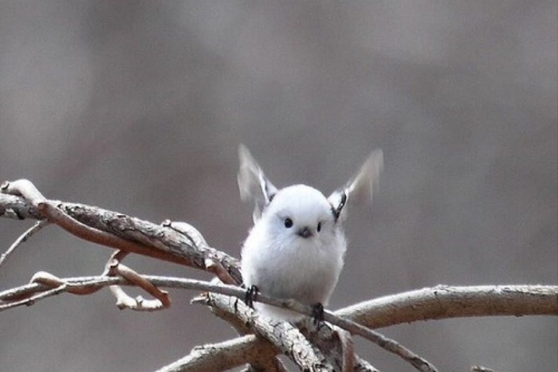 Синица длиннохвостая Московка