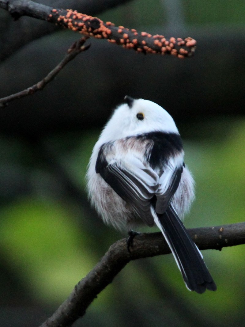 Синица подвешивающаяся