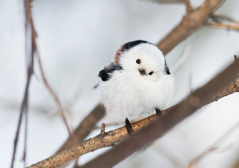 Синички в феврале