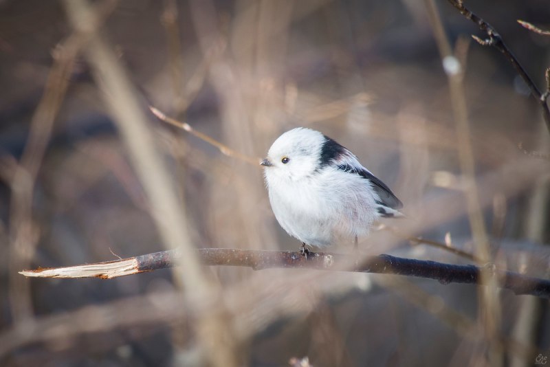 Корейская ворона синица
