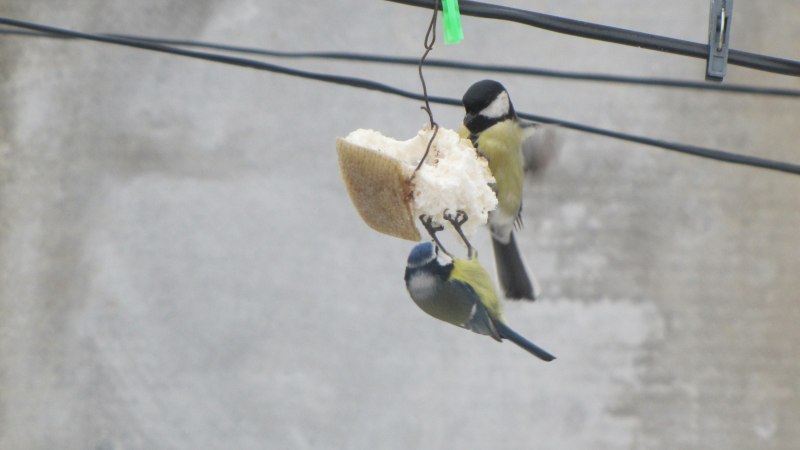 Две синички на ветке