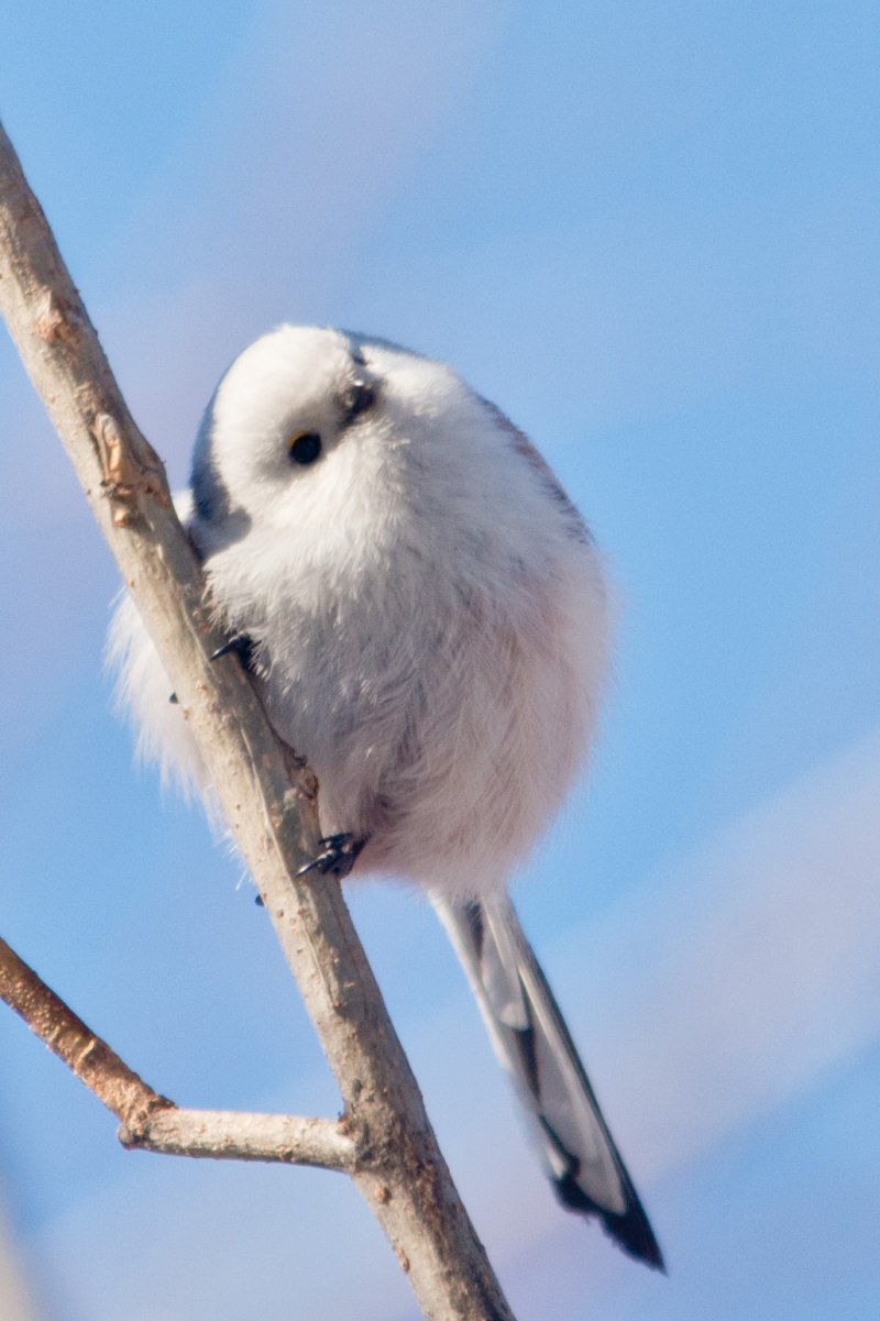 Японская длиннохвостая синица