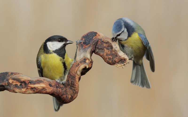 Обыкновенная лазоревка