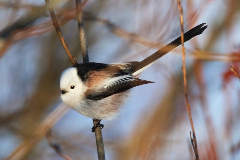 Длиннохвостая синица Хоккайдо