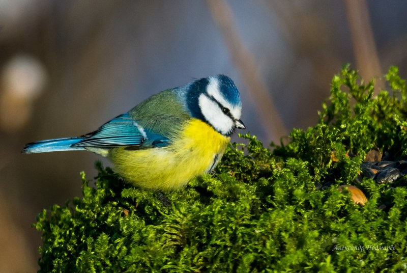 Обыкновенная лазоревка и синица