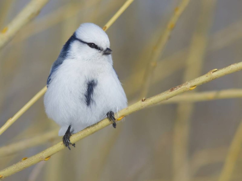 Корейская синичка