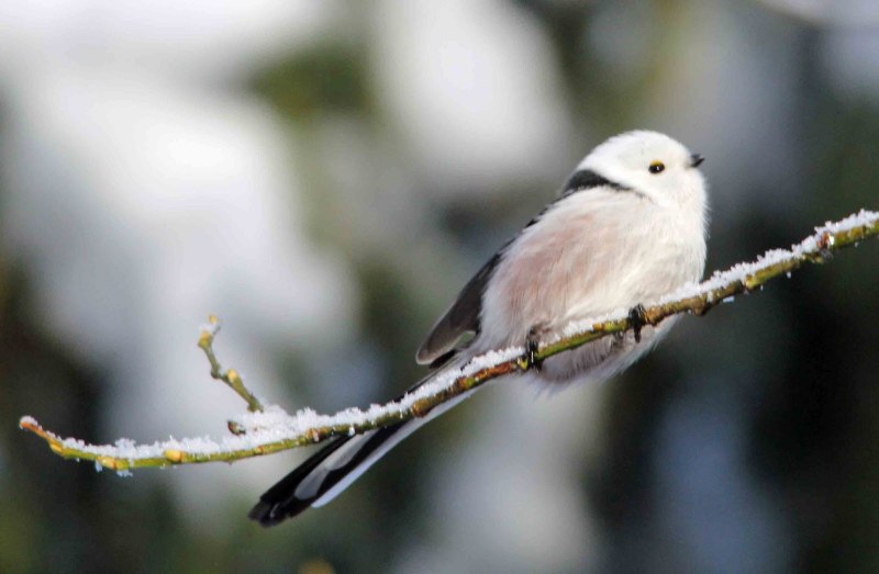 Длиннохвостая синица