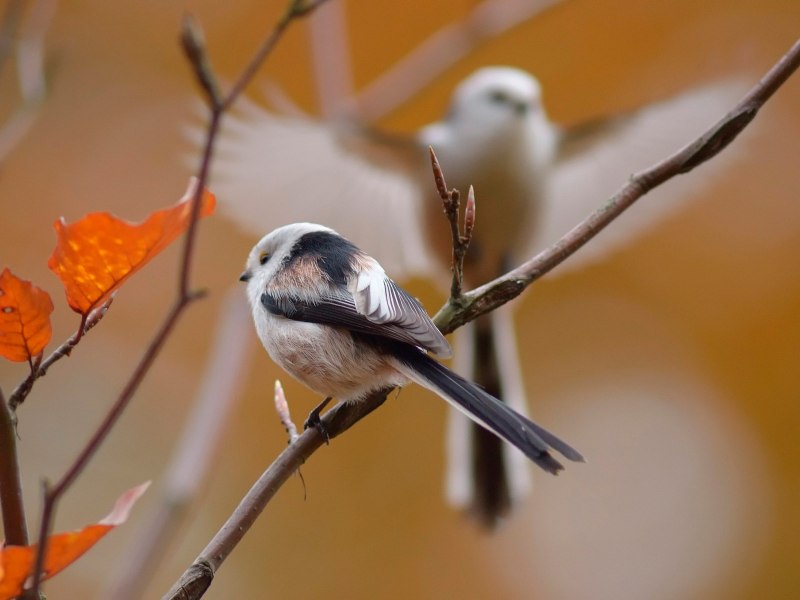 Птица синица длиннохвостая