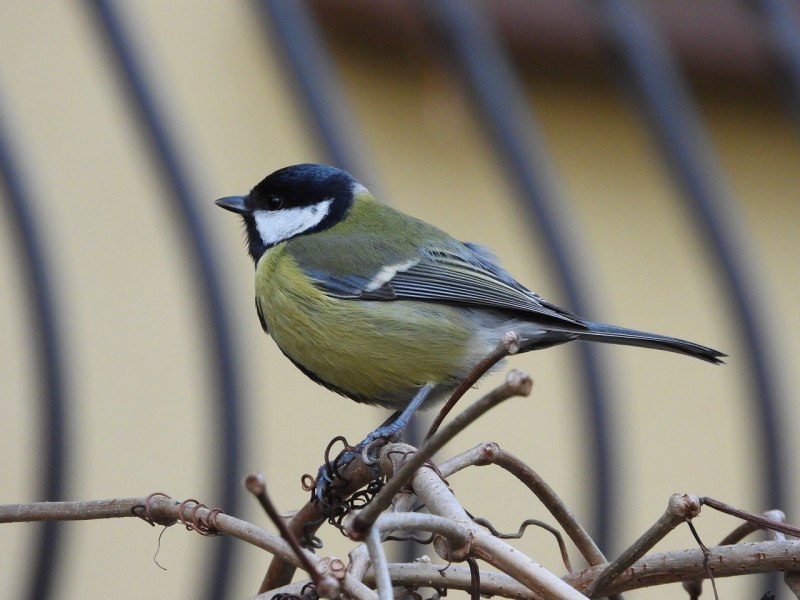 Ополовник птица