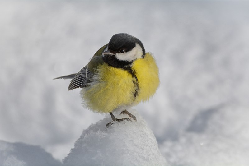 Синица Рябиновка птица