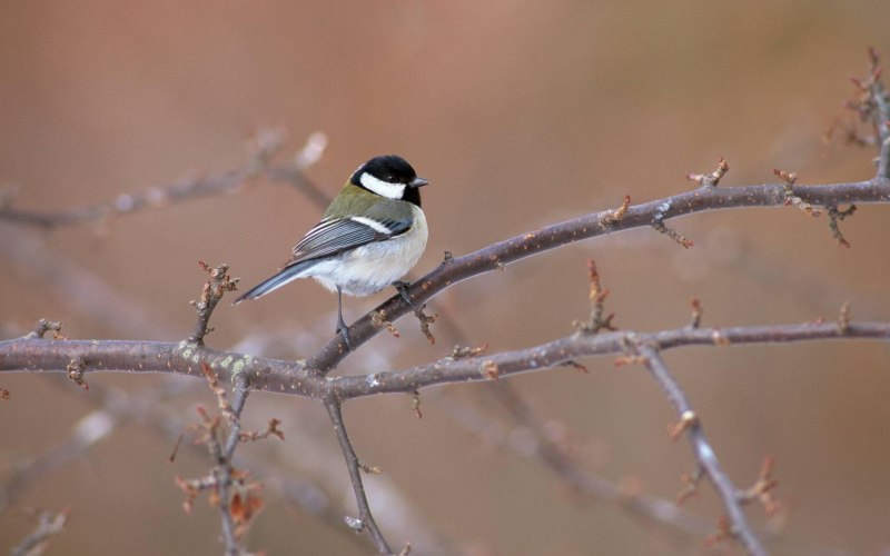 Синица лазоревка клюёт синиц