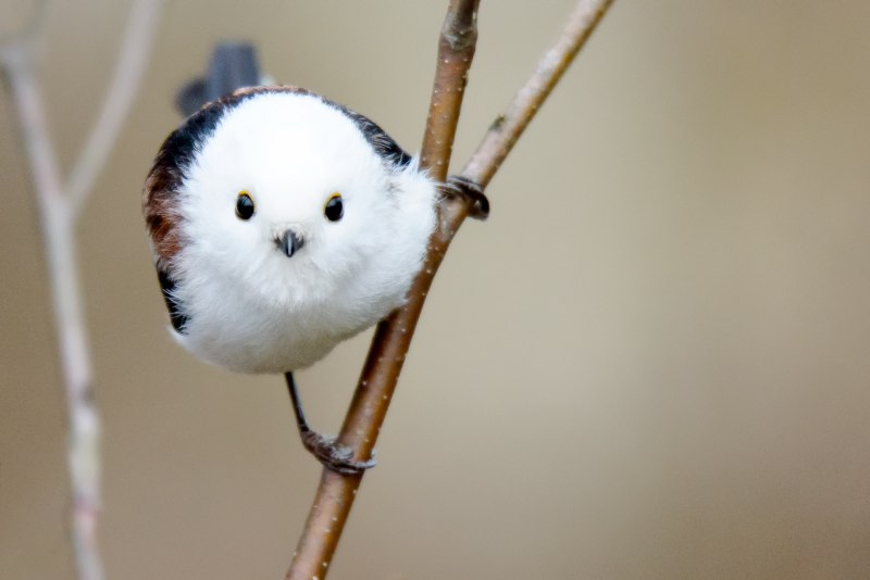 Японская длиннохвостая синица