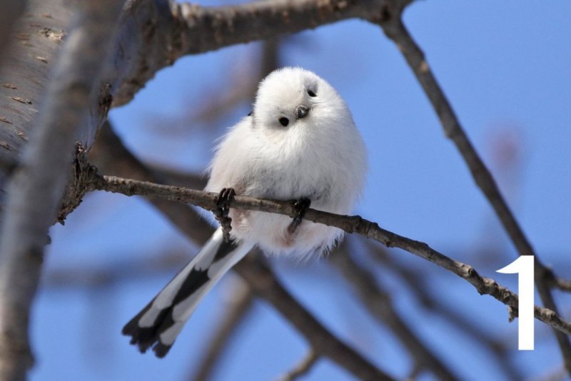 Корейская длиннохвостая синица