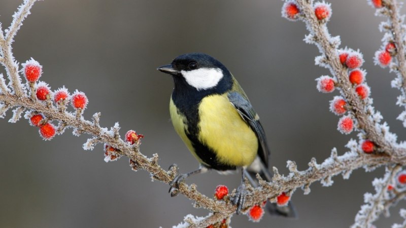 Японская синица