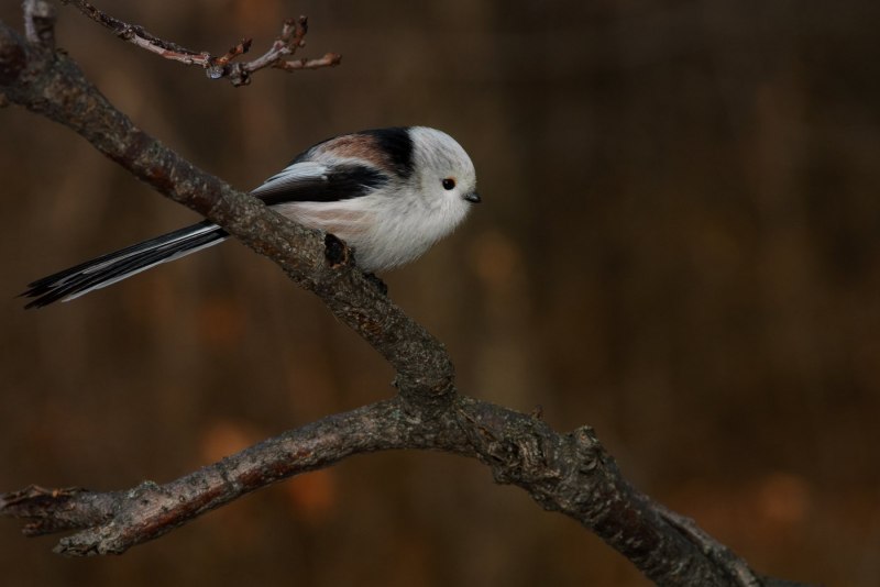 Длиннохвостая синица