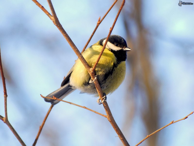 Маленькая синичка лазоревка