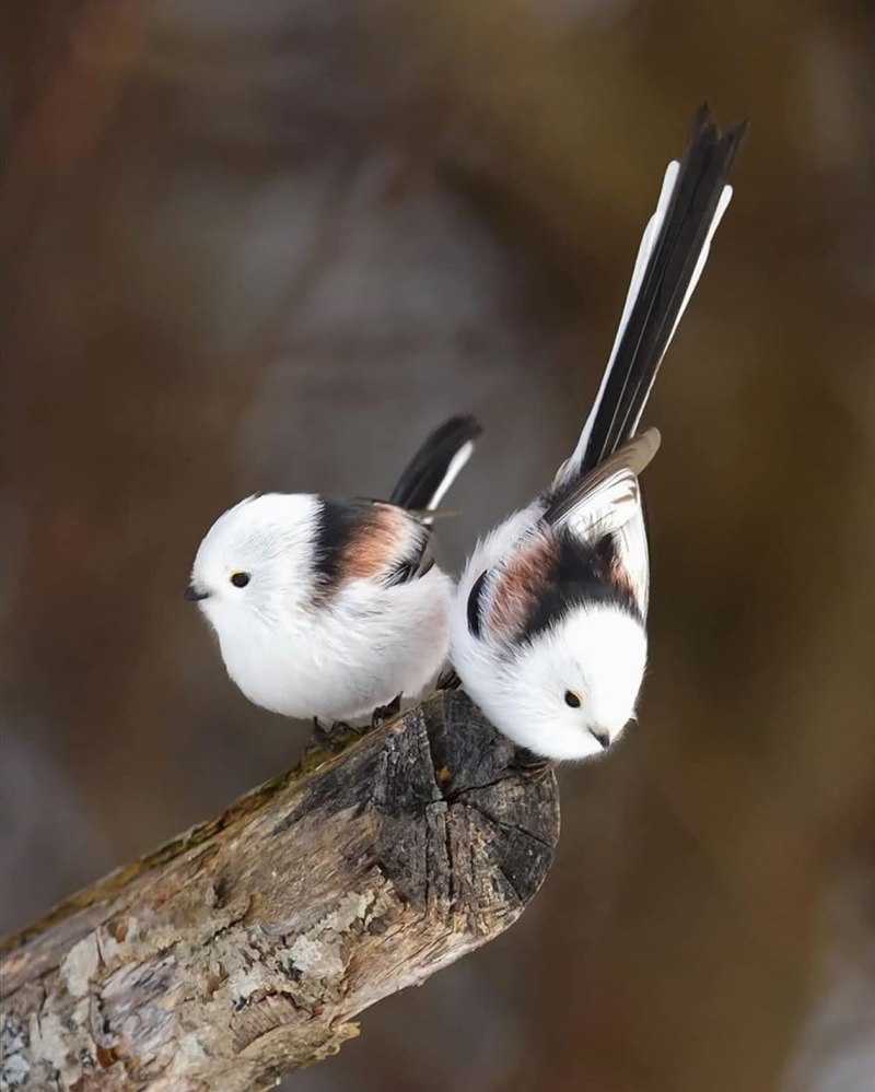Корейская ворона синица