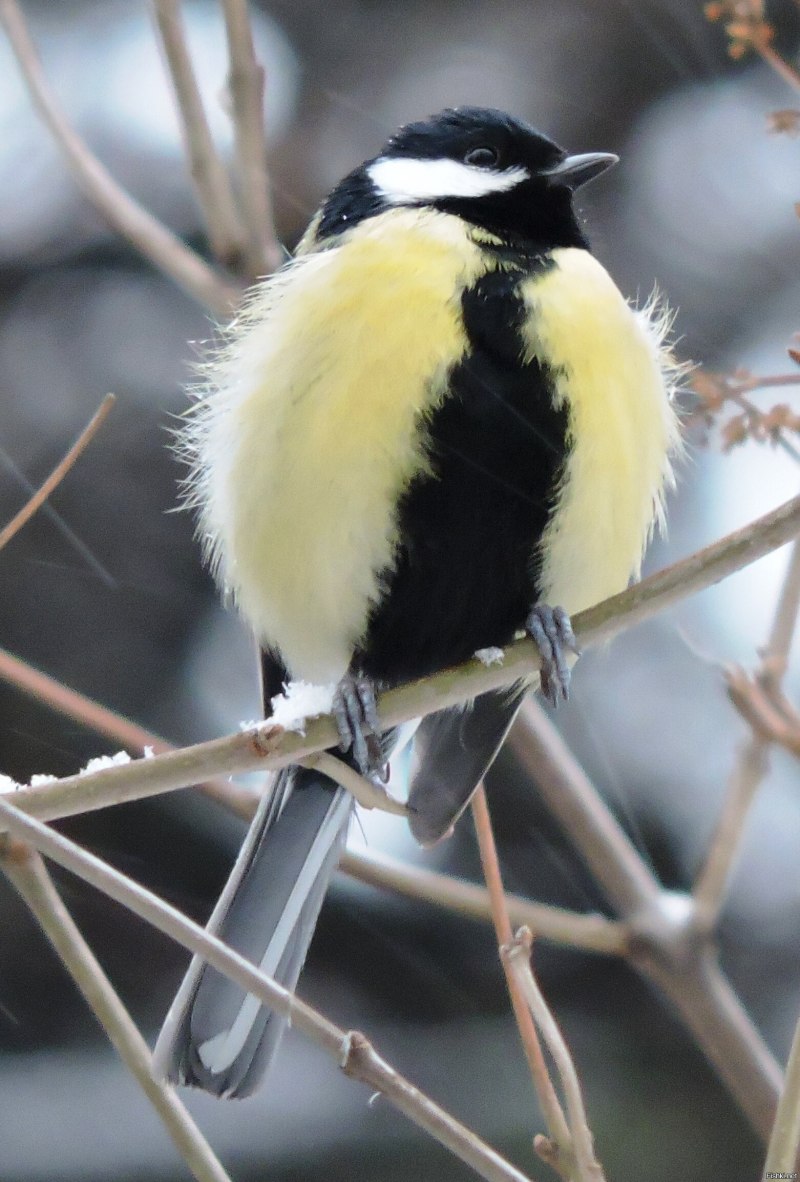 Маленькая синичка лазоревка