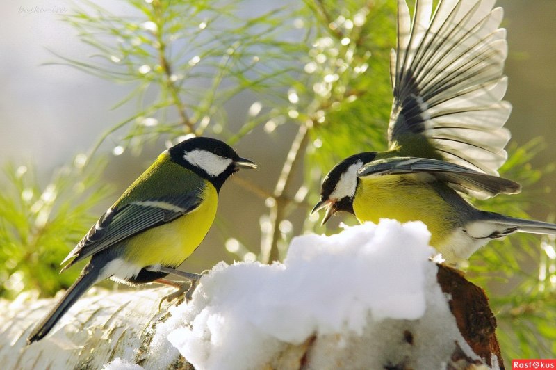 Птичка синица лазоревка