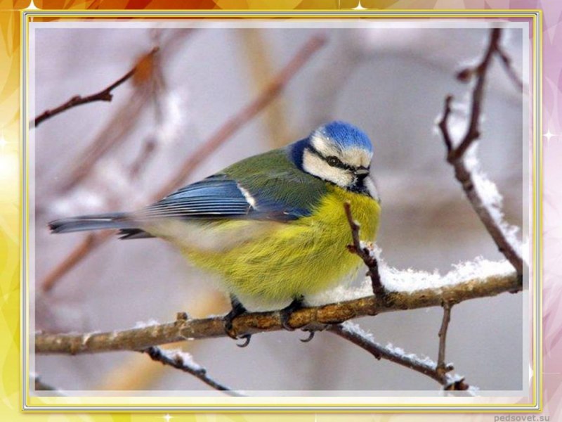 Две синички на ветке