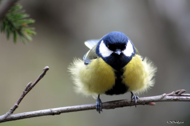 Обыкновенная лазоревка и синица