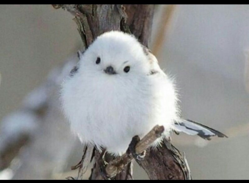 Шима-энага японская синица