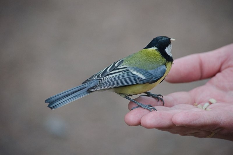 Лазоревка нахохлилась