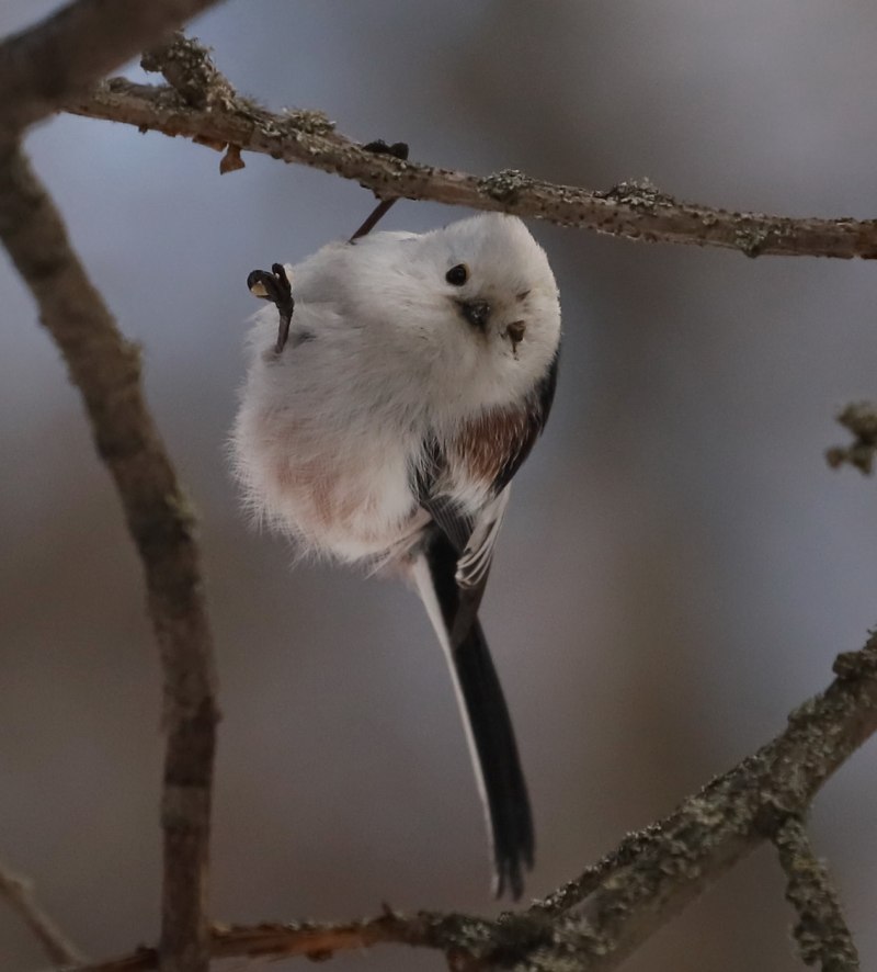 Японская синица