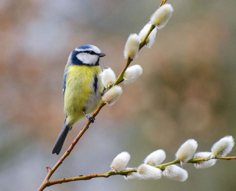 Синичка зимует