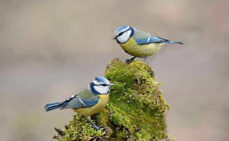Лазоревка с черной шапочкой