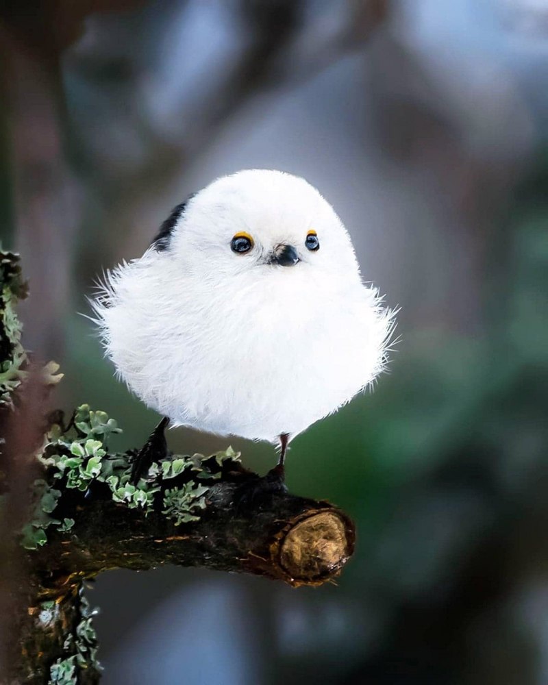 Длиннохвостая синица милая