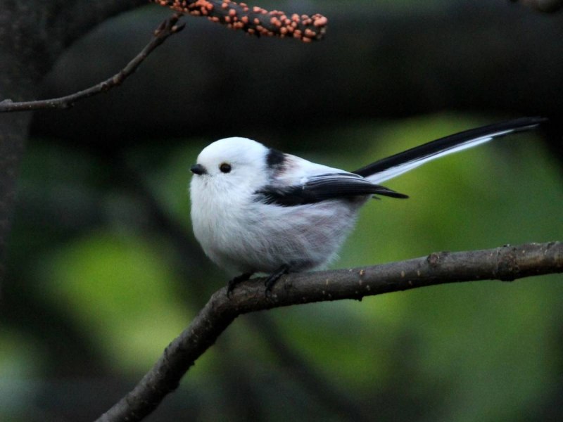 Длиннохвостая синица раскраска