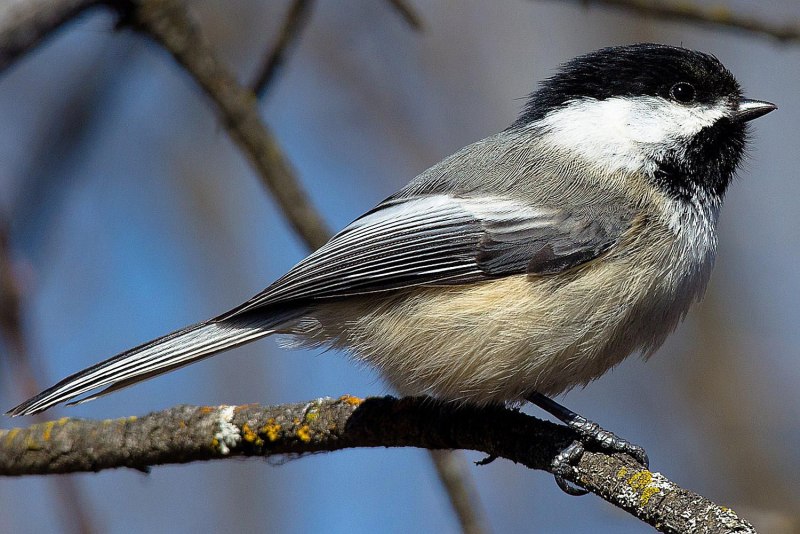 Синица голубая лазоревка